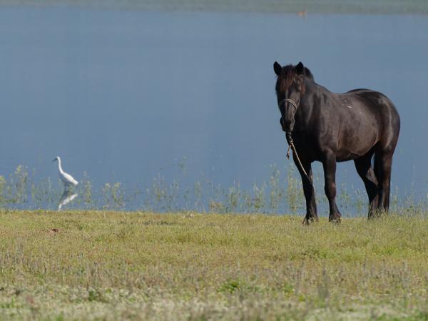 <h3>Equus&nbsp;ferus / Domesticated&nbsp;horse / Paard</h3>OM-1 Mark II met OLYMPUS M.150-400mm F4.5 TC, 1/2000 sec  bij F5.6, ISO 500, afstand 83.2&nbsp;m